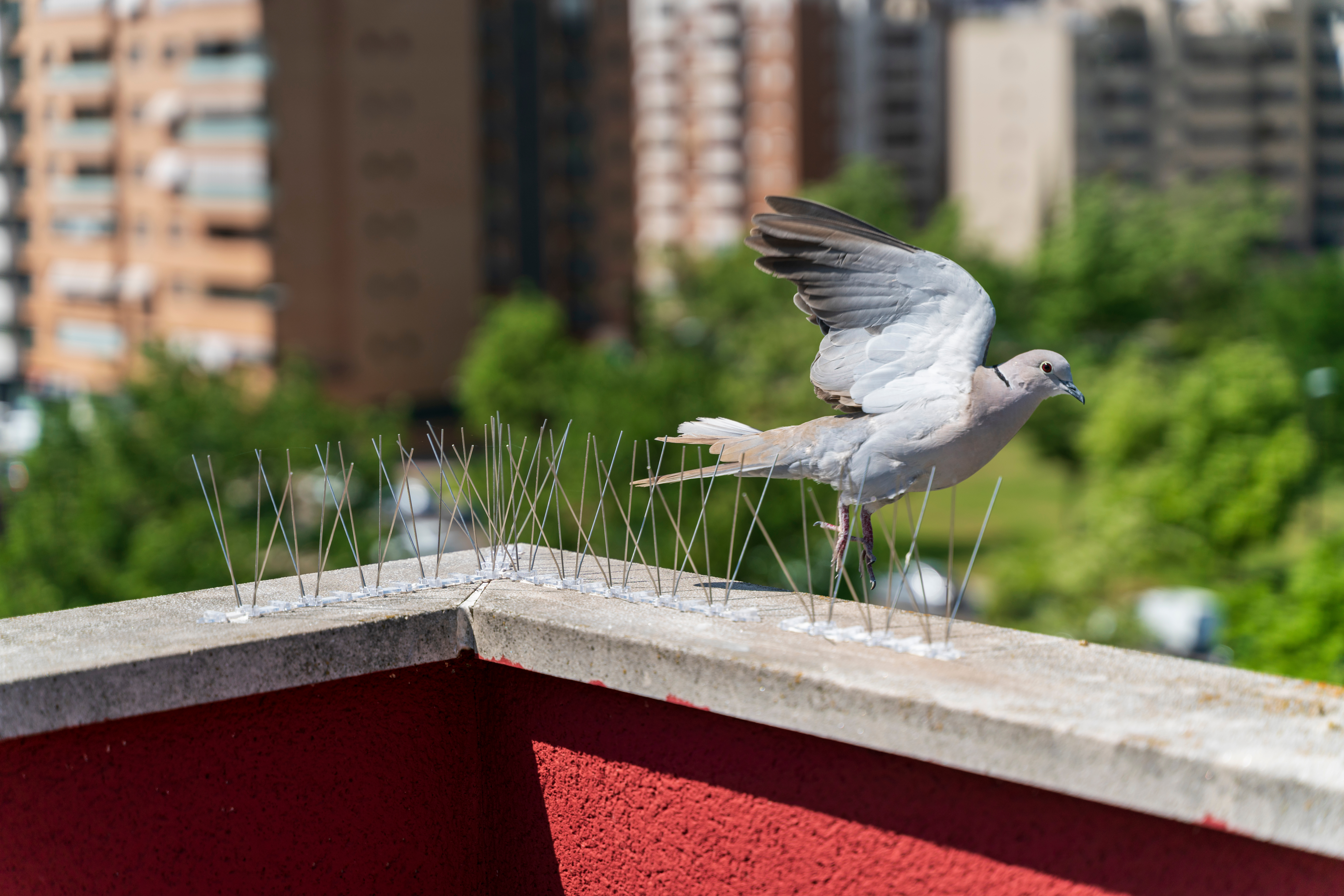 pigeon proofing las vegas