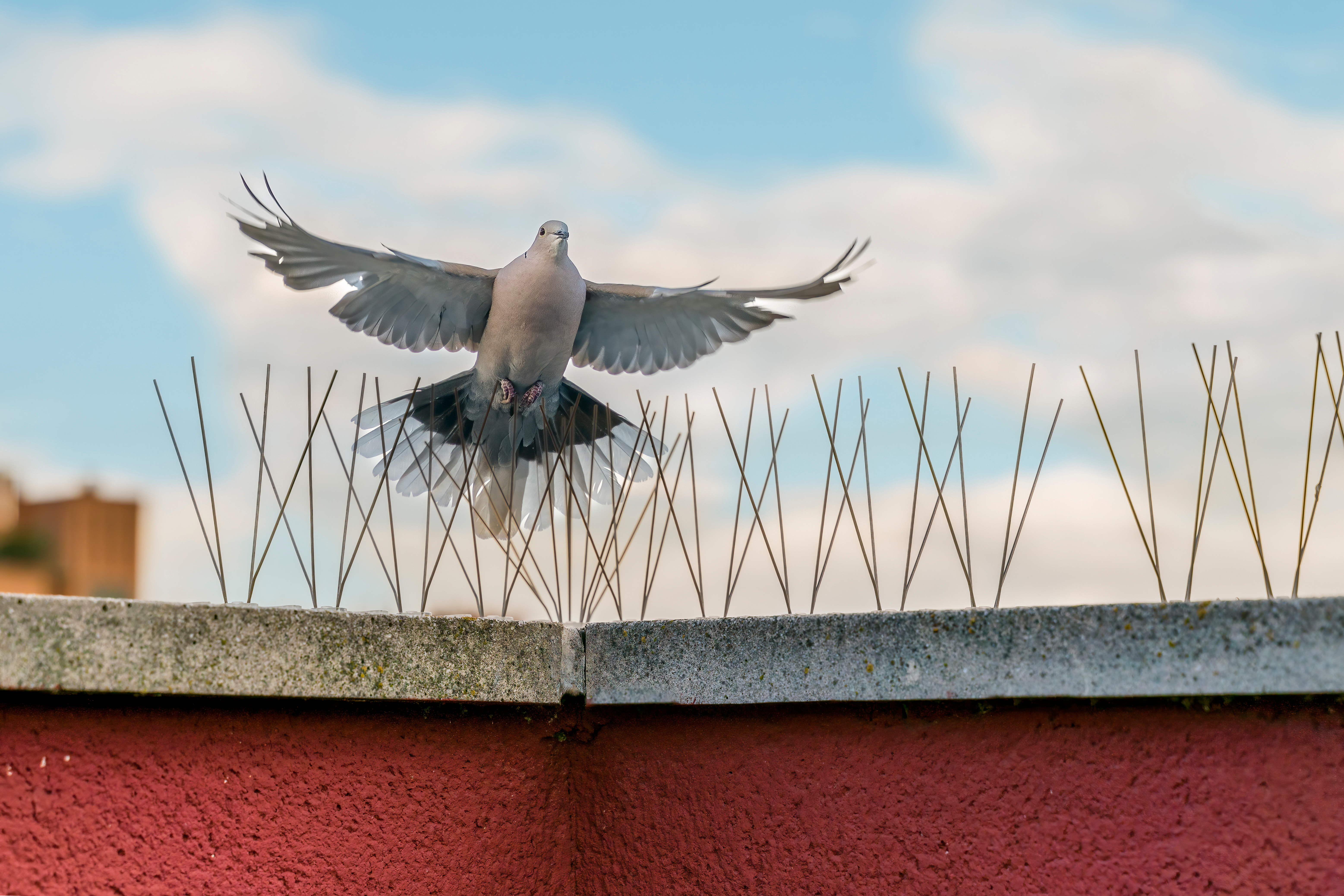 las vegas bird proofing
