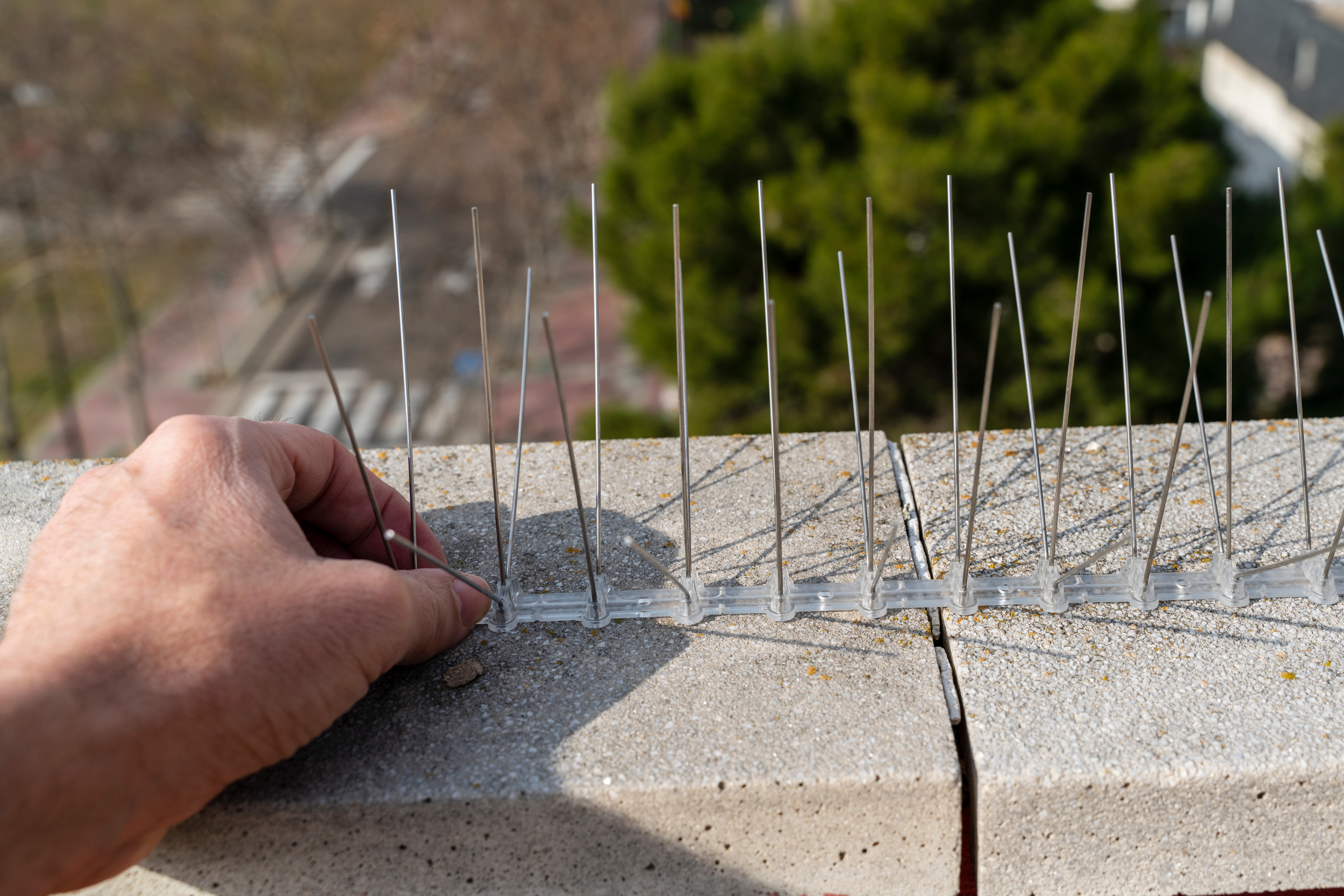 bird control services las vegas