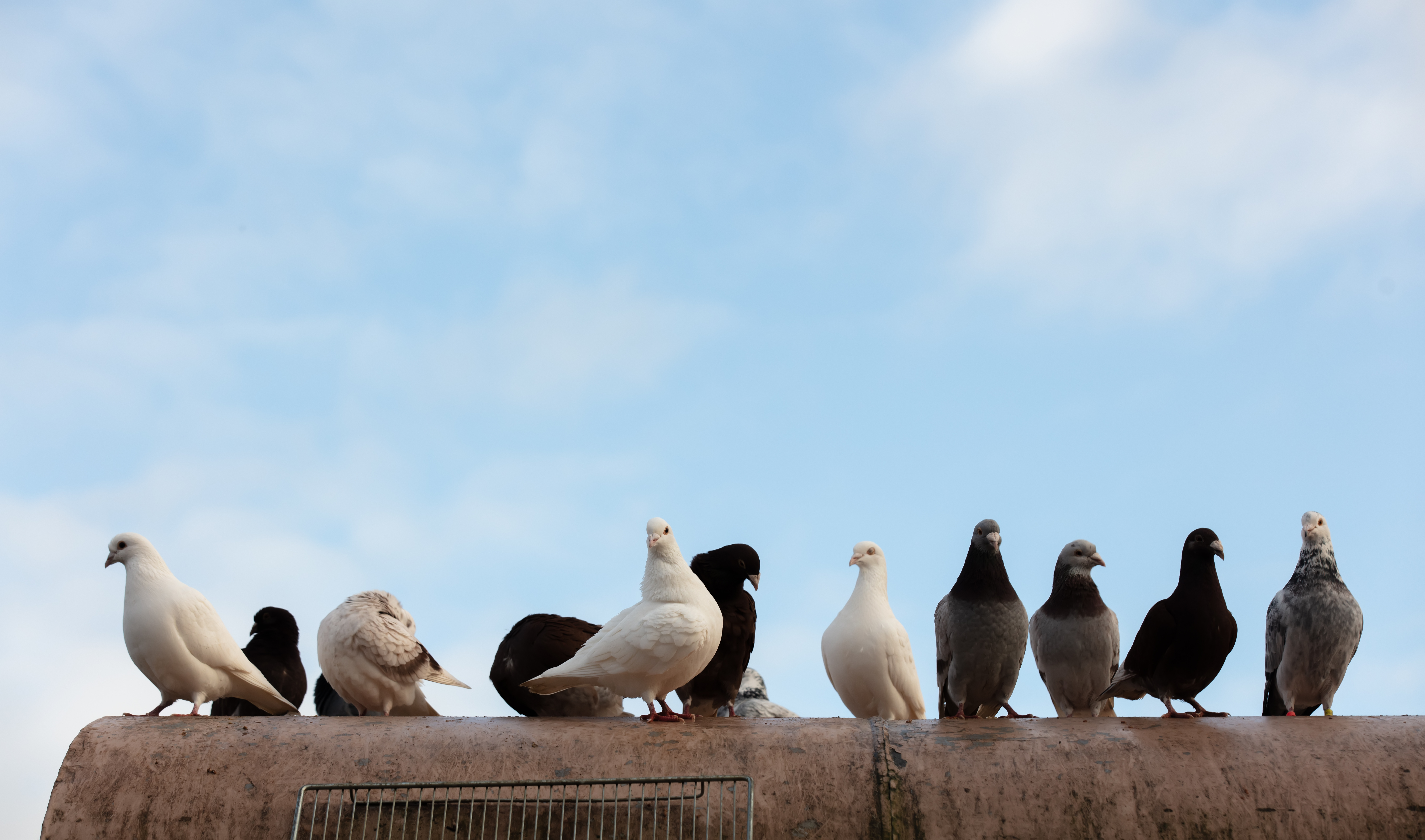 best pigeon removal las vegas