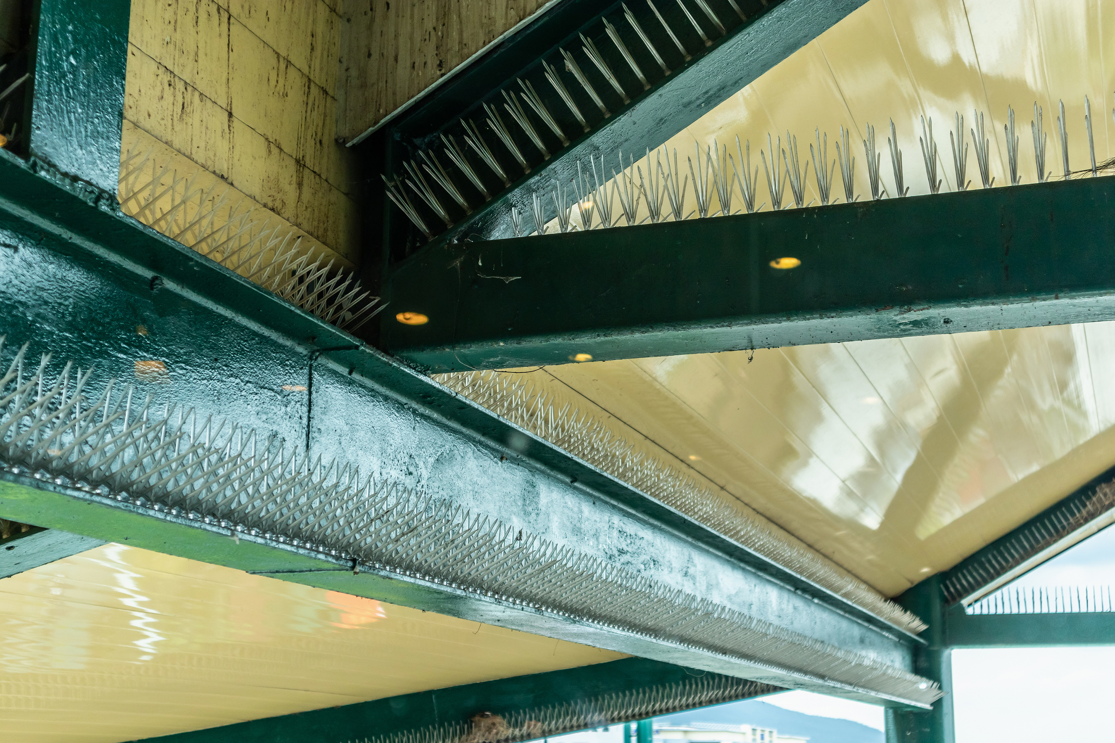 pigeon control solutions las vegas