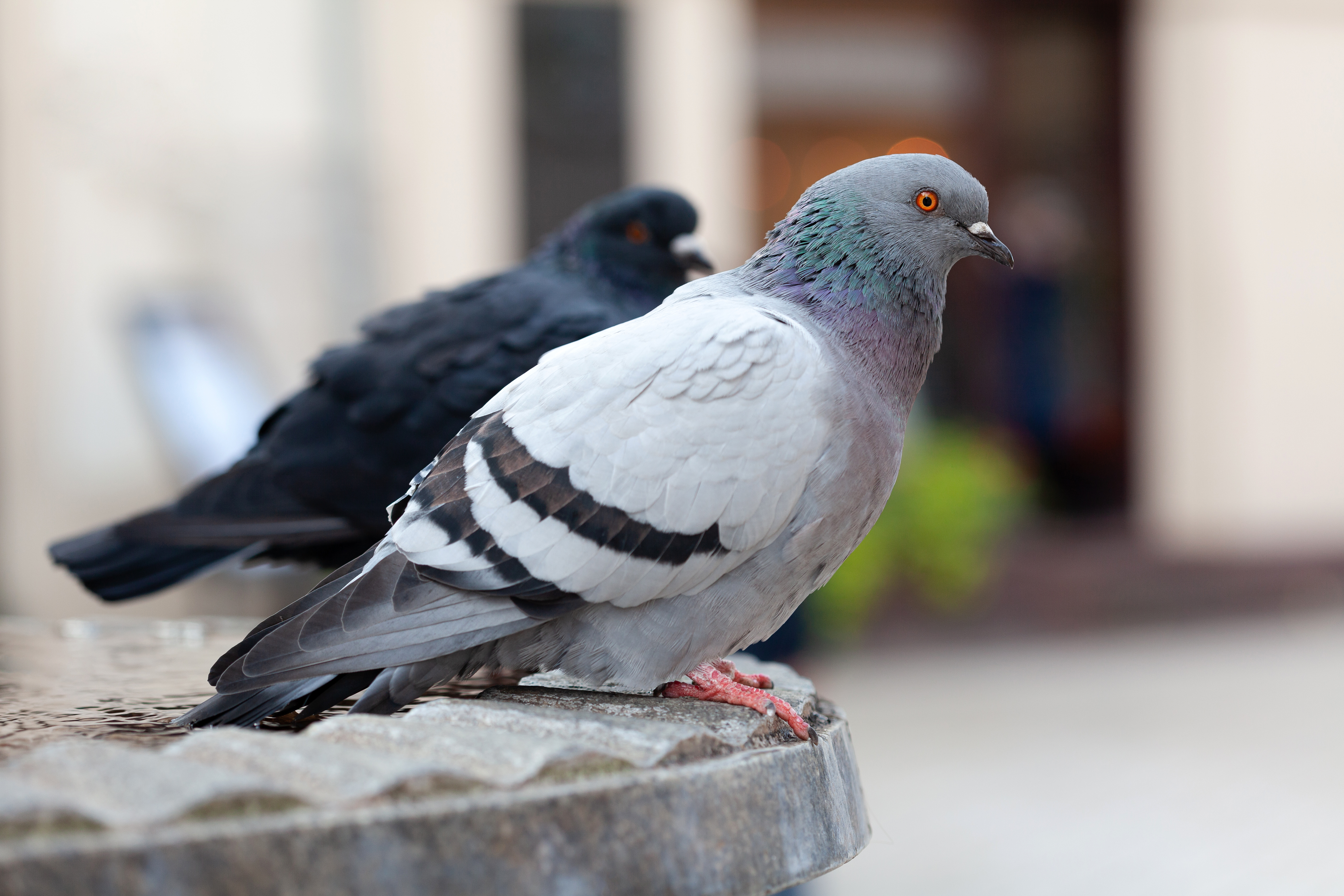 pigeons roosting on patio table las vegas